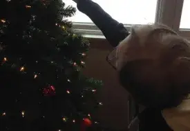 christmas_tree_5.png